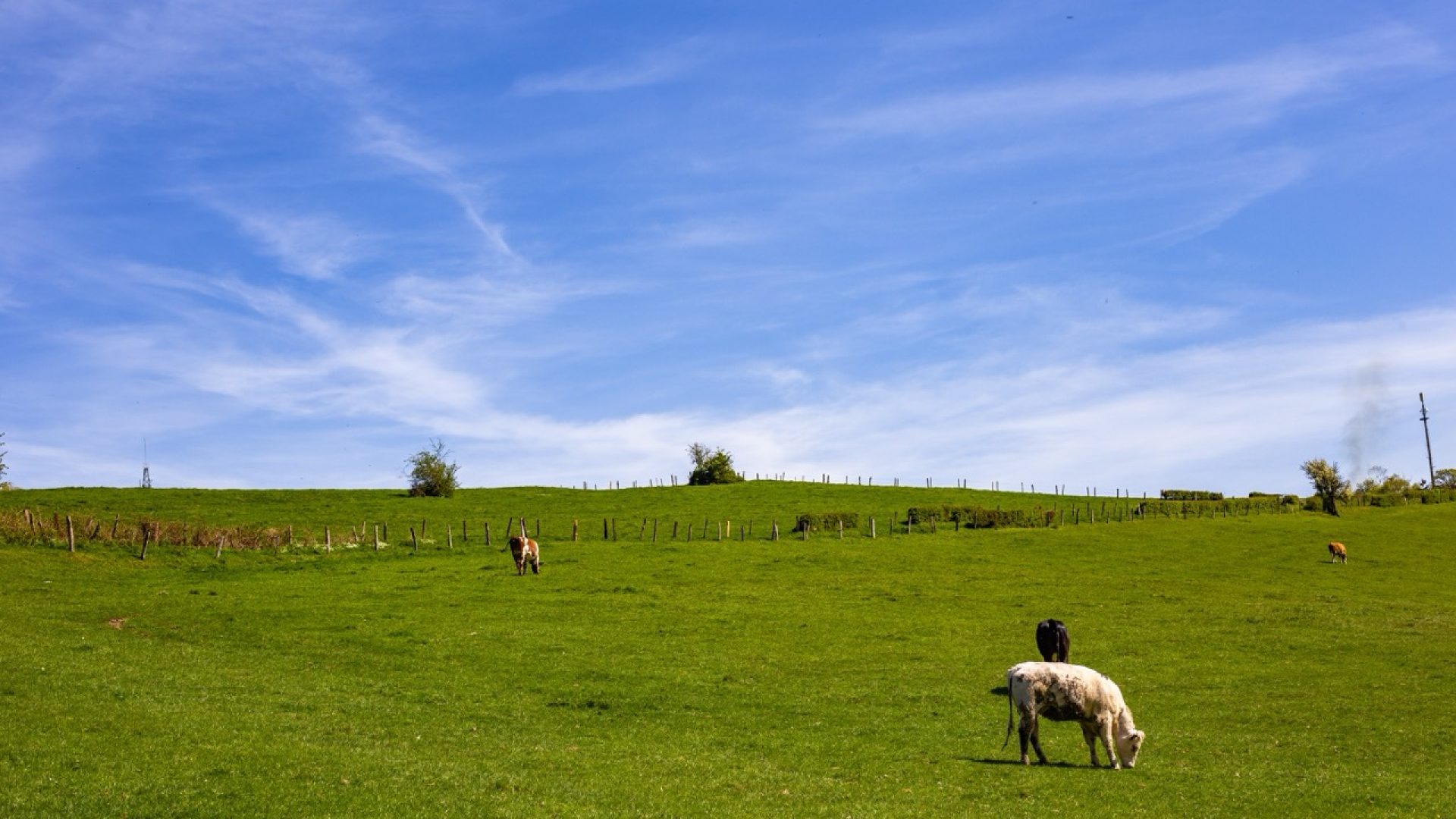 A herd of cows grazing on the pasture during daytime